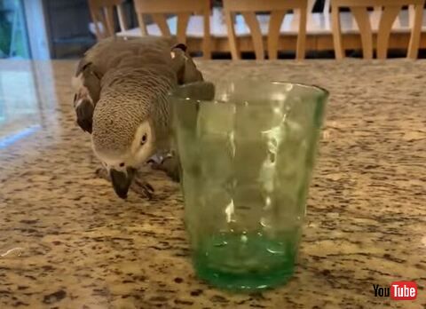 鳥 コップ 反射 光