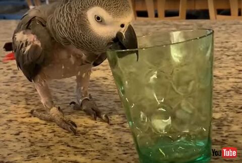 鳥 コップ 反射 光