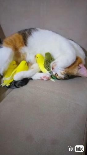 猫　インコ　仲良し　かわいい　動画　癒やし