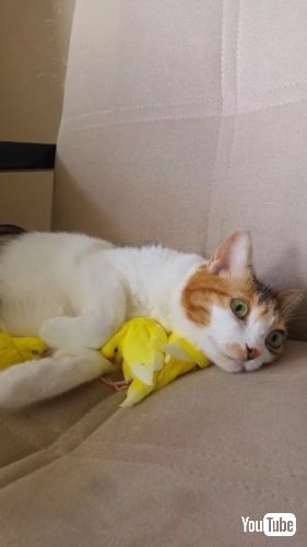 猫　インコ　仲良し　かわいい　動画　癒やし