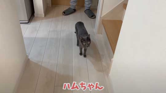 猫 ガチギレ 予防接種 健康診断 シャー 病院