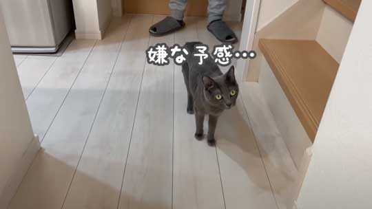 猫 ガチギレ 予防接種 健康診断 シャー 病院