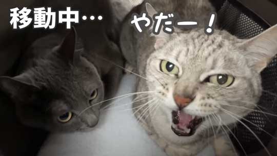 猫 ガチギレ 予防接種 健康診断 シャー 病院