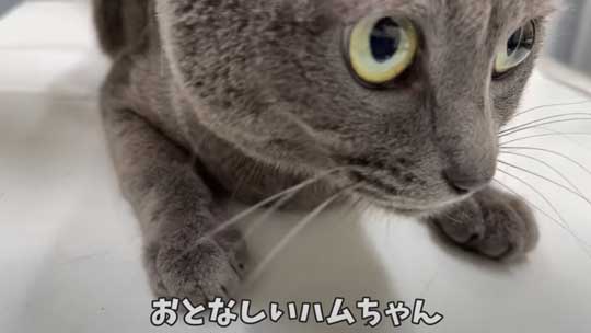 猫 ガチギレ 予防接種 健康診断 シャー 病院