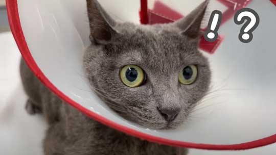 猫 ガチギレ 予防接種 健康診断 シャー 病院