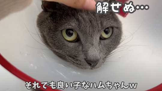 猫 ガチギレ 予防接種 健康診断 シャー 病院