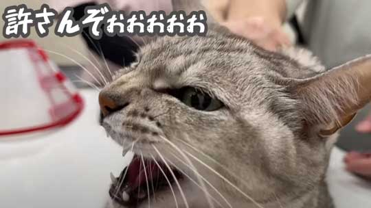 猫 ガチギレ 予防接種 健康診断 シャー 病院