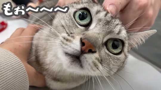 猫 ガチギレ 予防接種 健康診断 シャー 病院