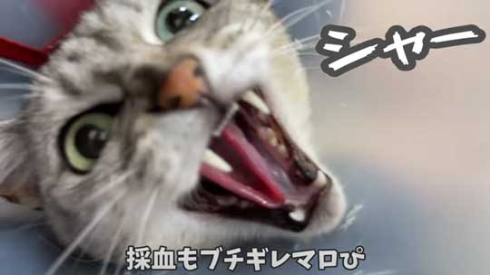 猫 ガチギレ 予防接種 健康診断 シャー 病院