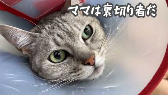 猫 ガチギレ 予防接種 健康診断 シャー 病院