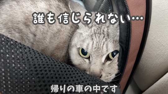 猫 ガチギレ 予防接種 健康診断 シャー 病院