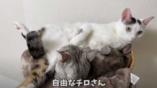 猫 ガチギレ 予防接種 健康診断 シャー 病院