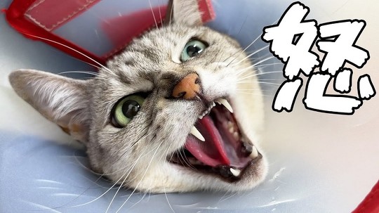 猫 ガチギレ 予防接種 健康診断 動物病院