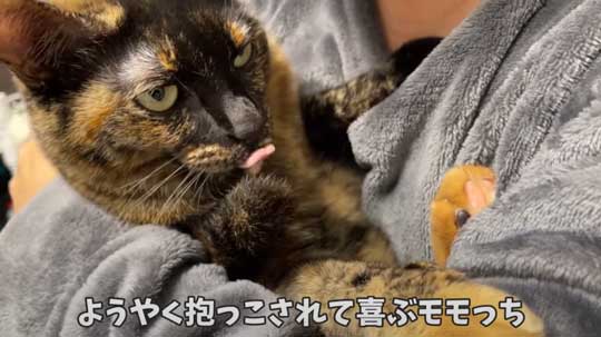 猫 ガチギレ 予防接種 健康診断 シャー 病院