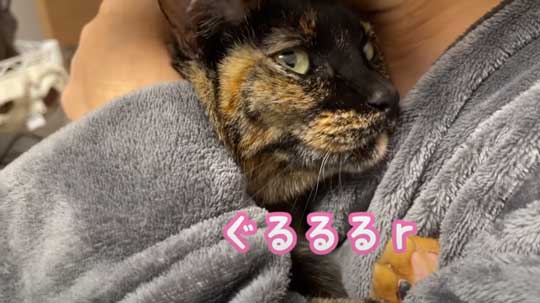 猫 ガチギレ 予防接種 健康診断 シャー 病院