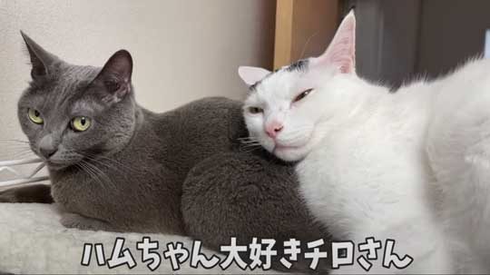 猫 ガチギレ 予防接種 健康診断 シャー 病院