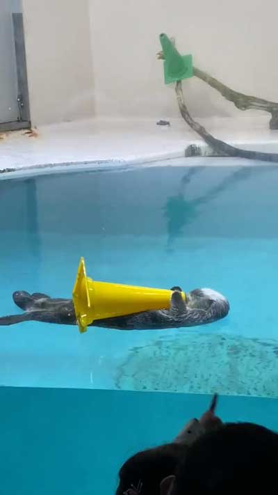 ラッコ 黄色 パイロン 三角コーン 抱えて 寝る 鳥羽水族館