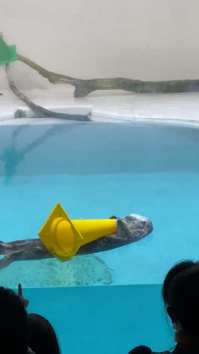 ラッコ 黄色 パイロン 三角コーン 抱えて 寝る 鳥羽水族館