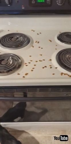 「Cat Behind Child Locks Snacks on Food || ViralHog」 猫 キャットフード 盗み食い かわいい 動画 海外動画 面白