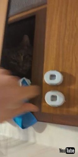 「Cat Behind Child Locks Snacks on Food || ViralHog」 猫 キャットフード 盗み食い かわいい 動画 海外動画 面白