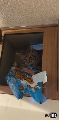 「Cat Behind Child Locks Snacks on Food || ViralHog」 猫 キャットフード 盗み食い かわいい 動画 海外動画 面白