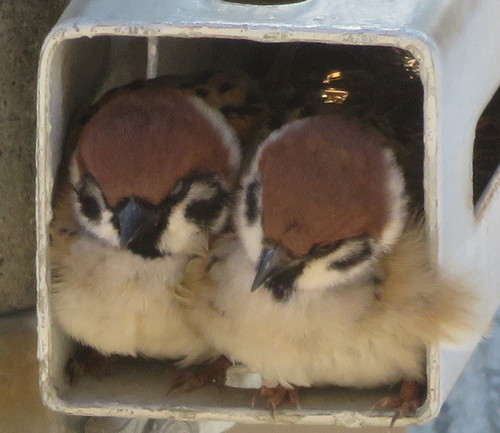 スズメ 2羽 イン 鳥 電柱