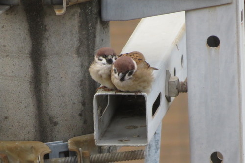 スズメ 2羽 イン 鳥 電柱