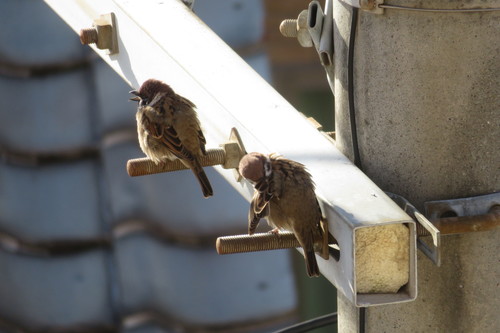スズメ 2羽 イン 鳥 電柱