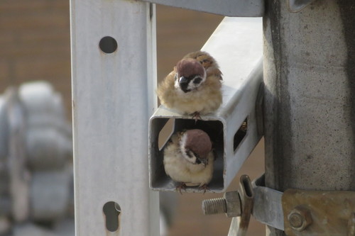 スズメ 2羽 イン 鳥 電柱