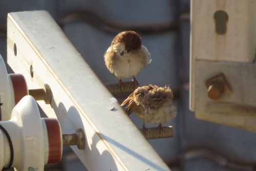スズメ 2羽 イン 鳥 電柱