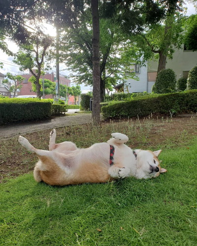 なな 柴犬 散歩 やる気 寝る気 0 100
