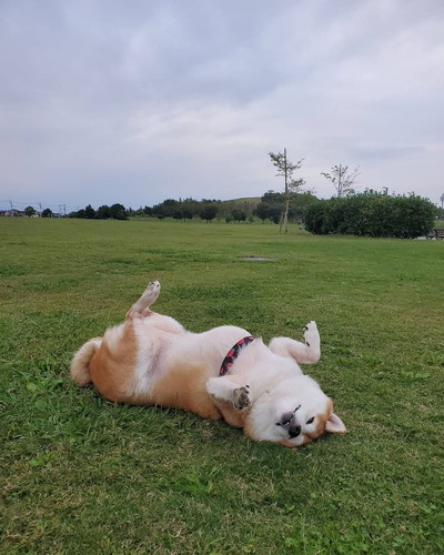 なな 柴犬 散歩 やる気 寝る気 0 100