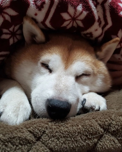 なな 柴犬 散歩 やる気 寝る気 0 100