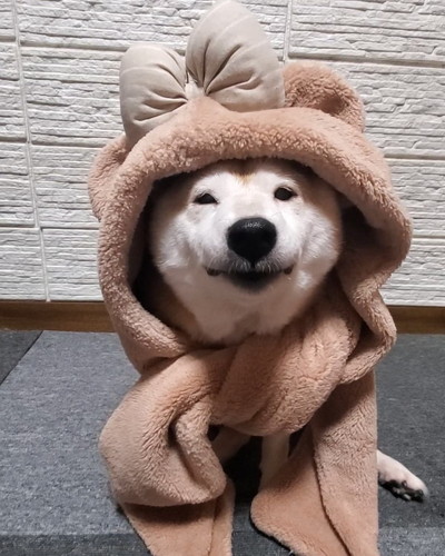 なな 柴犬 散歩 やる気 寝る気 0 100