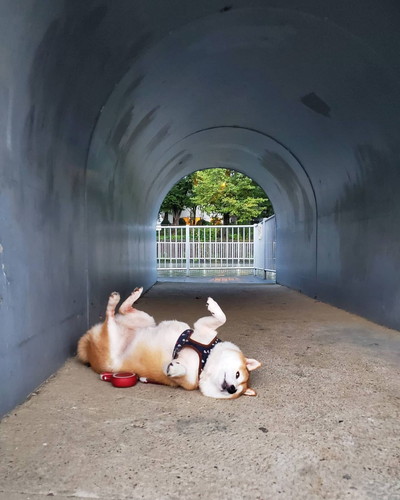 なな 柴犬 散歩 やる気 寝る気 0 100