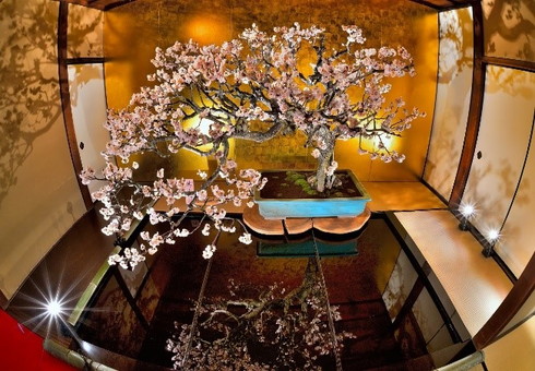 特急北びわこ号に乗って ほっこり湖北旅