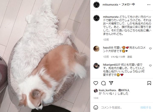 村田充 犬 ブルーザー 神田沙也加 ランプ 先住犬