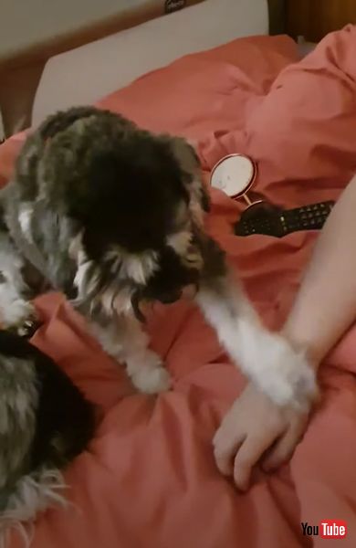 ナデナデを催促するワンコの画像