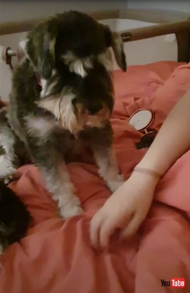 ナデナデを催促するワンコの画像