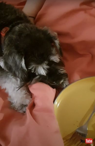 ナデナデを催促するワンコの画像