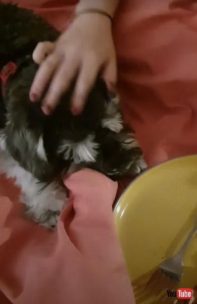 ナデナデを催促するワンコの画像