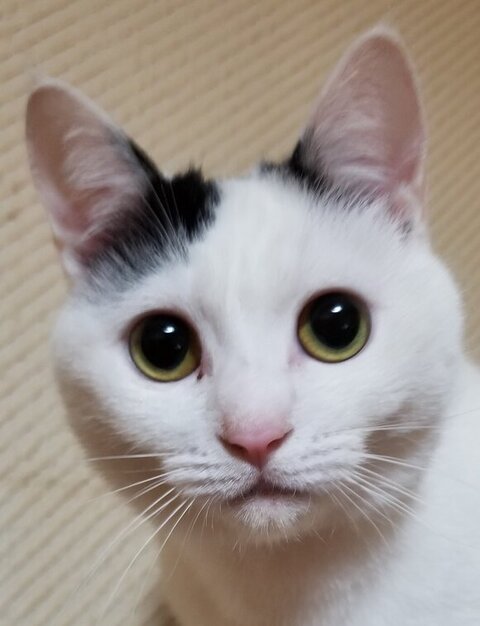 猫びふぉあふ