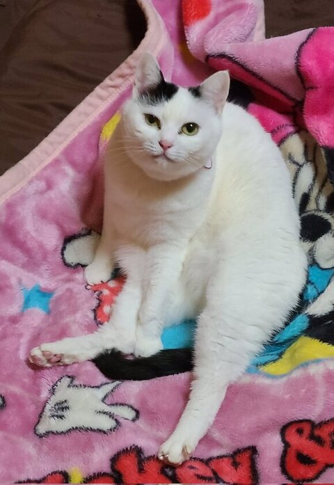 チロちゃん 冬毛 夏毛 ビフォアフ 衝撃