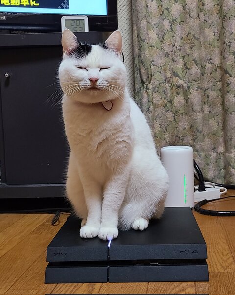 チロちゃん 冬毛 夏毛 ビフォアフ 衝撃