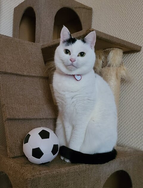 チロちゃん 冬毛 夏毛 ビフォアフ 衝撃