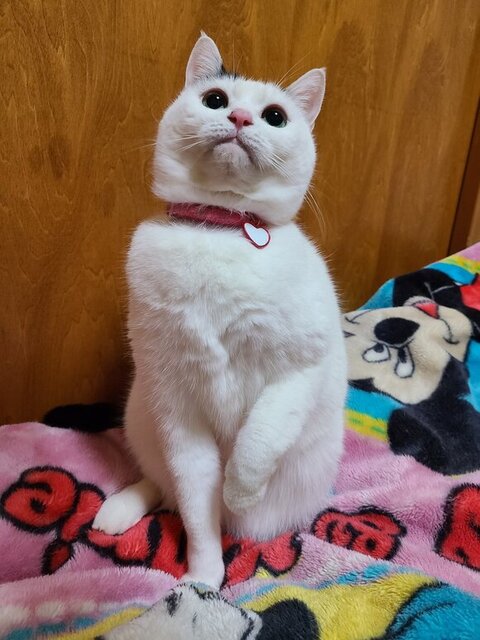 チロちゃん 冬毛 夏毛 ビフォアフ 衝撃