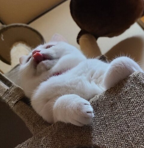 チロちゃん 冬毛 夏毛 ビフォアフ 衝撃