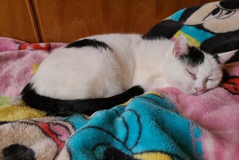 チロちゃん 冬毛 夏毛 ビフォアフ 衝撃