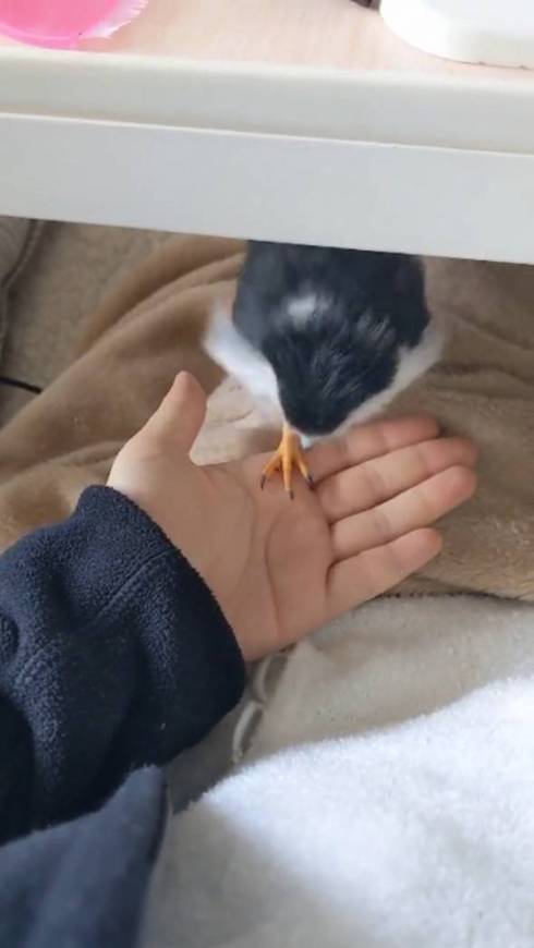 ピグミーファルコン 手を差し伸べられる 手のり かわいい 動画 人懐っこい