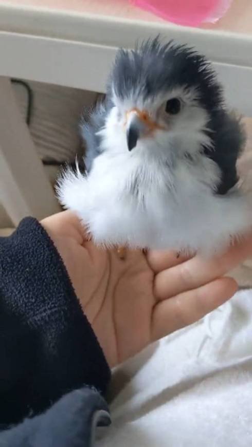 ピグミーファルコン 手を差し伸べられる 手のり かわいい 動画 人懐っこい